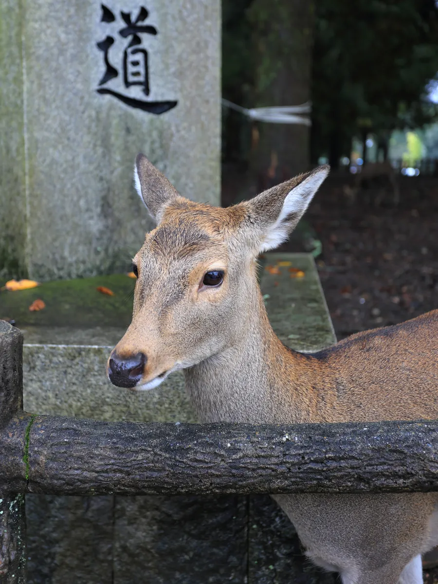 Wild sika deer in Nara Park