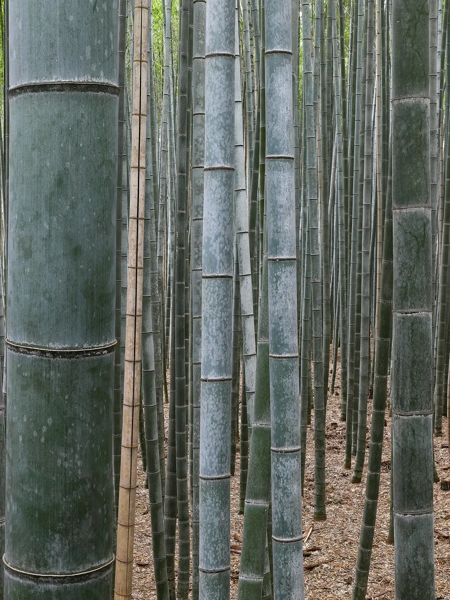 Arashiyama bamboo grove path, Kyoto