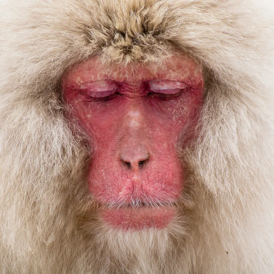 Snow monkey soaking in a Jigokudani hot spring